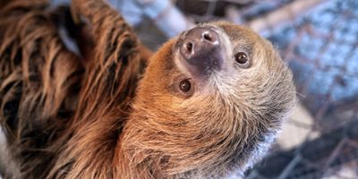 Orange County seeks tighter exotic animal regulations after Sloth World deaths