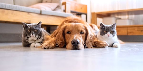 A dog and two cats resting on a living room floor.