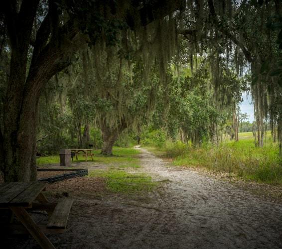 Trees and park bench at Lake Louisa State Park, Clermont