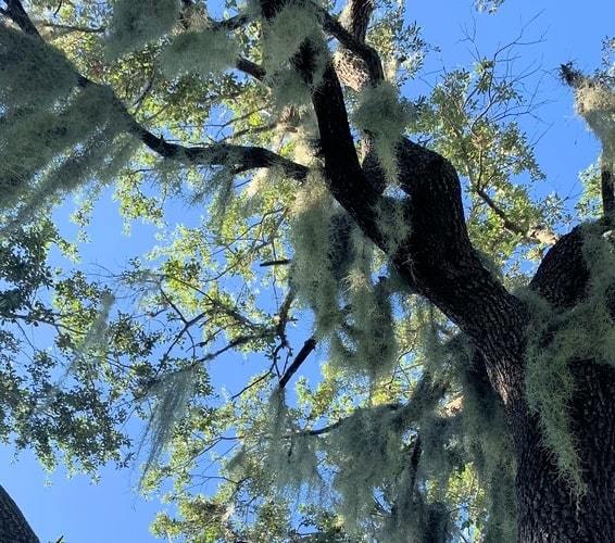 Upwards view of beautiful tree, typical of Clermont, FL