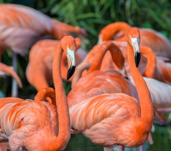 Flamingos at Gatorland outside Hunters Creek, FL