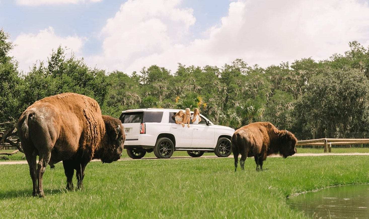 car driving through field with bison