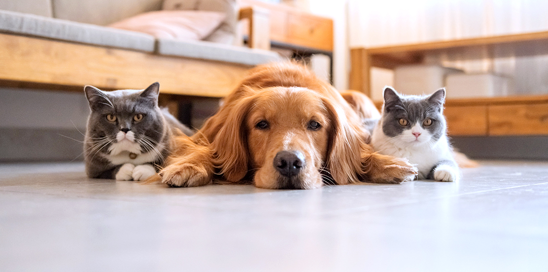 A dog and two cats resting on a living room floor.