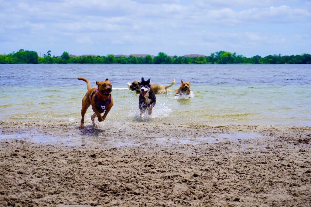 dogs running through water