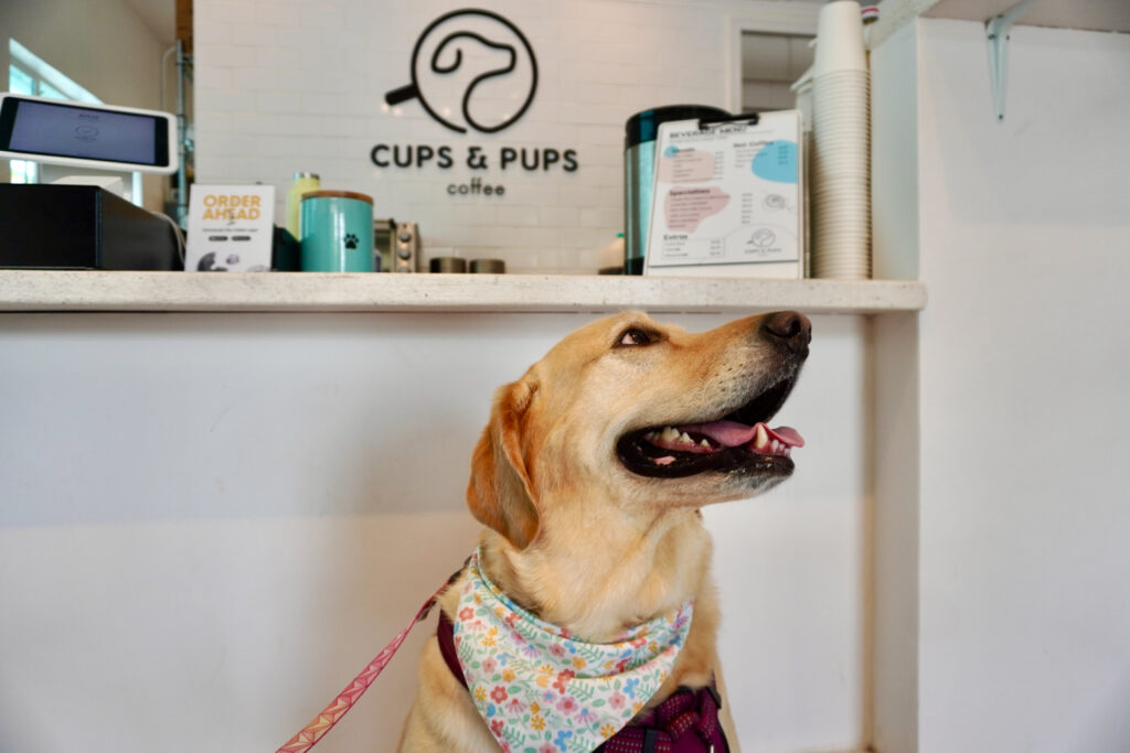 Cups & Pups with dog posing