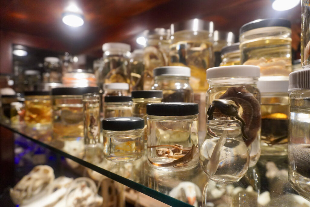 Jars with small creatures inside