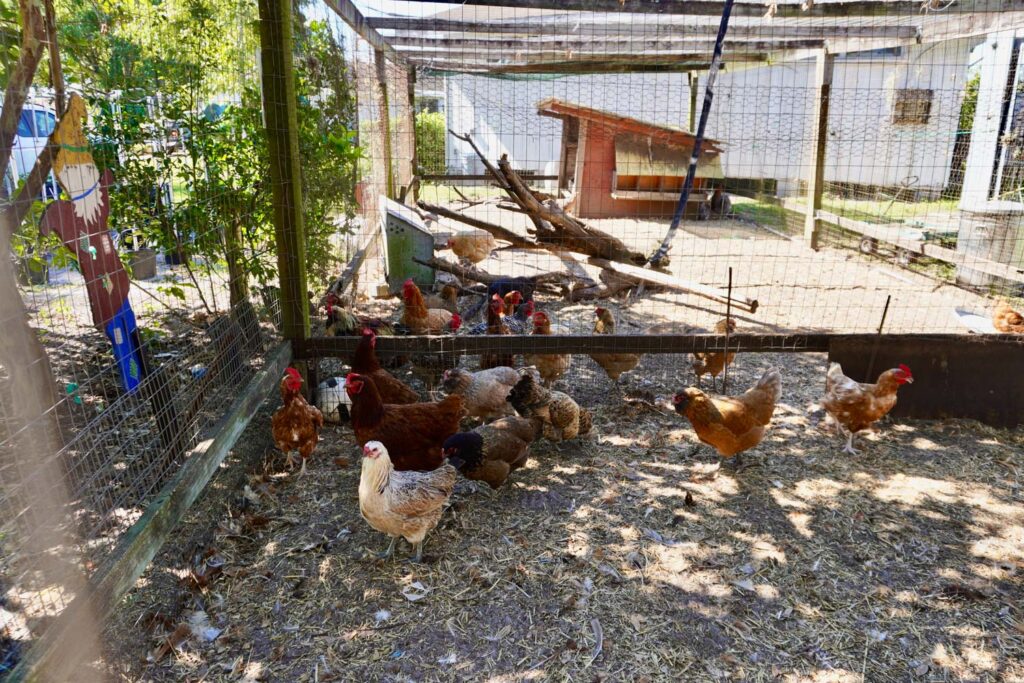 Red Hill Groves Chickens