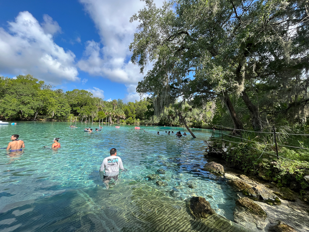 silver springs with people swimming and trees overhanging