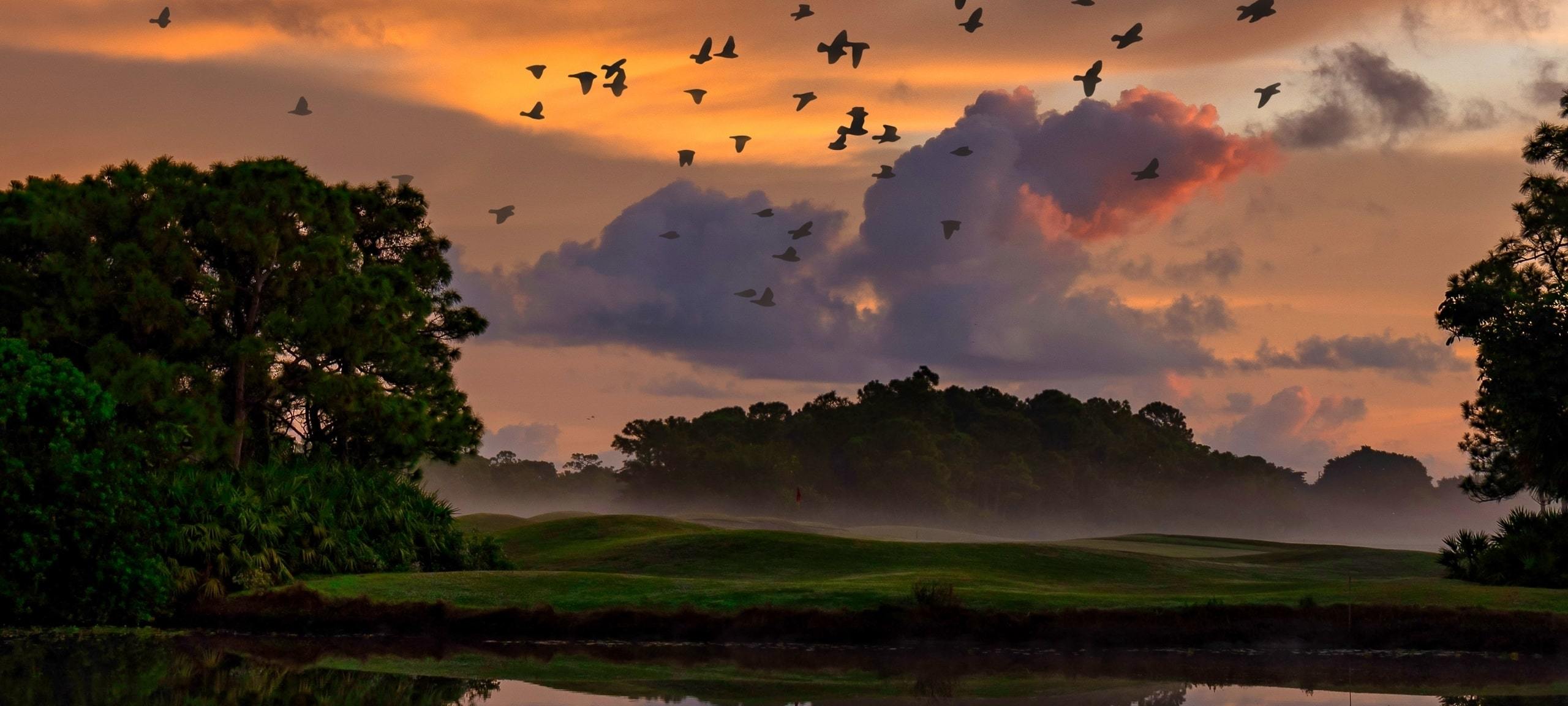 Birds flying over golf course during sunset in Central Florida
