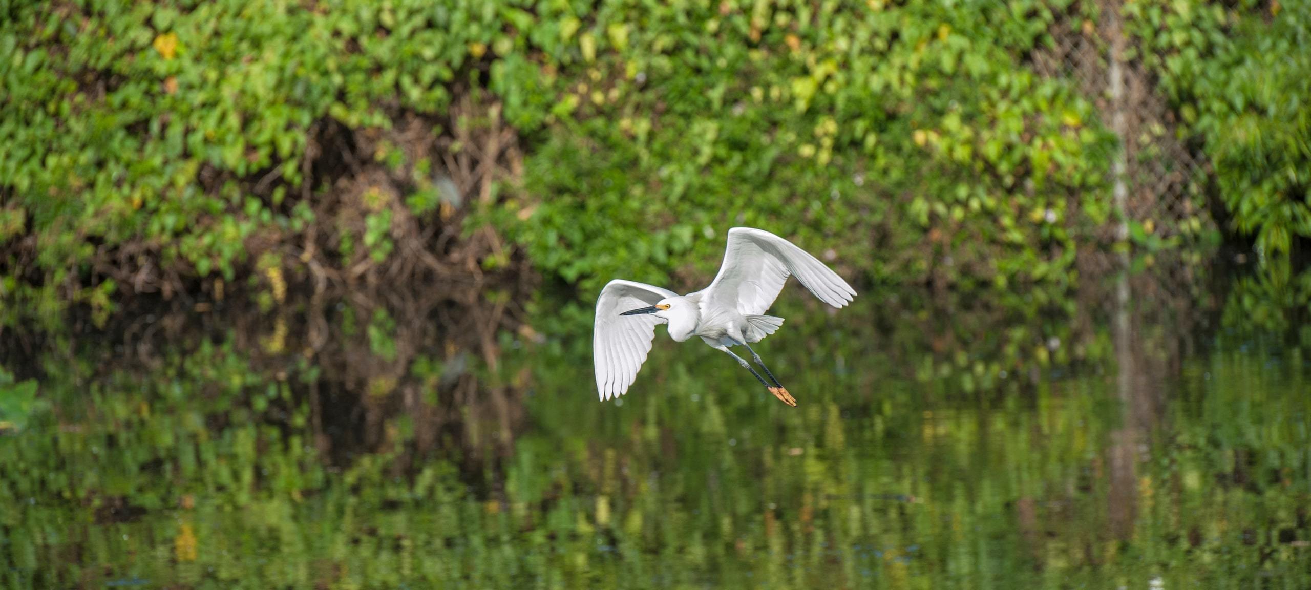 Egret flying over pond at Gatorland, Hunters Creek, Florida