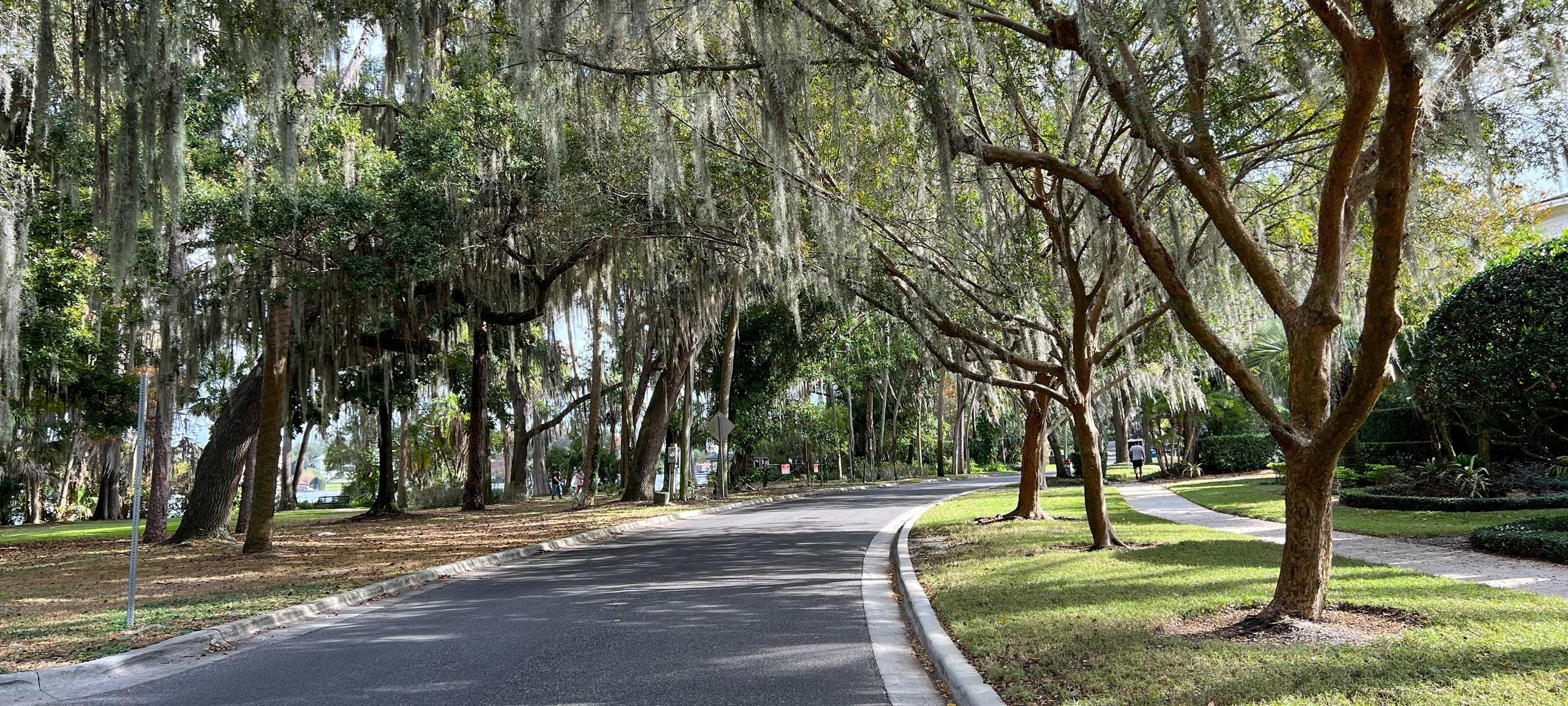 Tree-lined residential street with grass and views of lake in Orlando area neighborhood