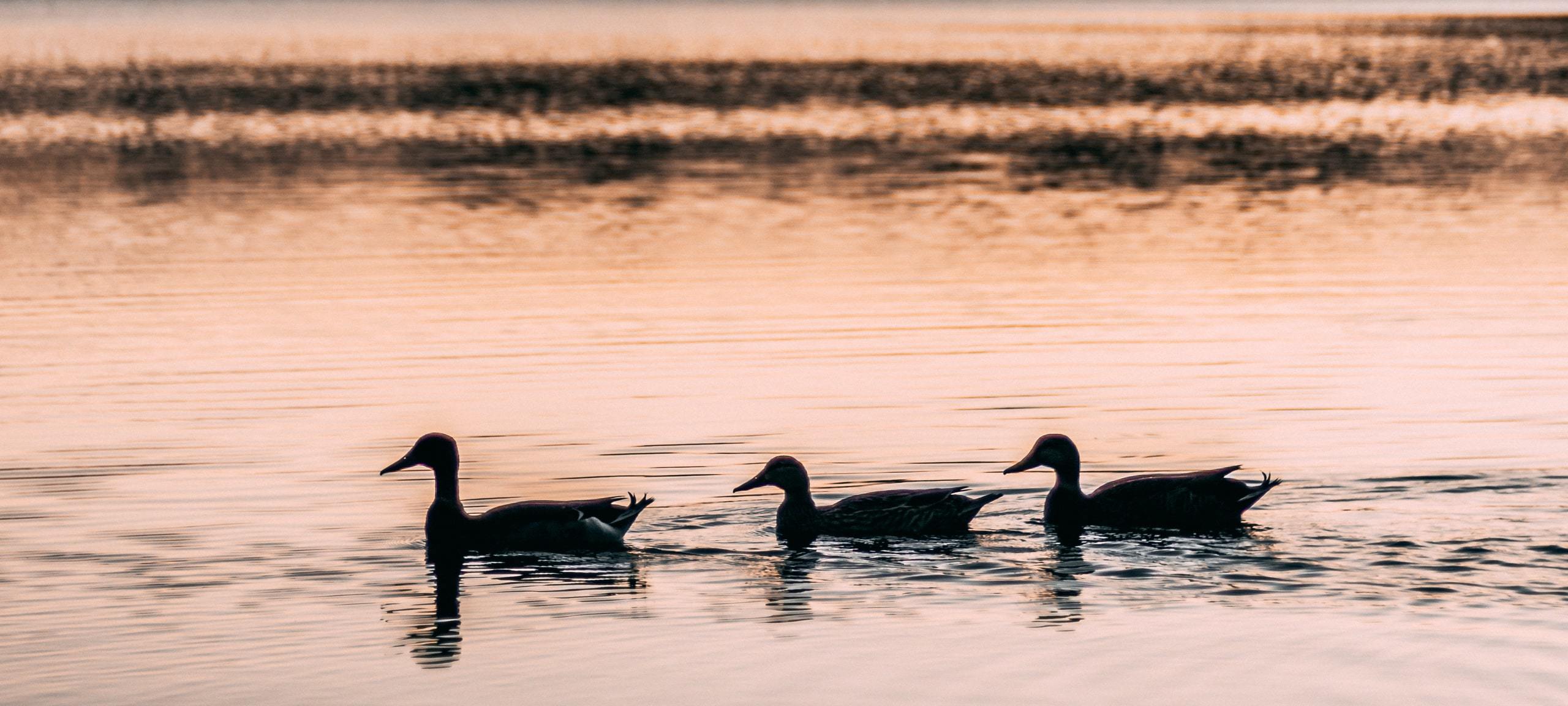 Row of ducks on Laureate Park lake in Lake Nona