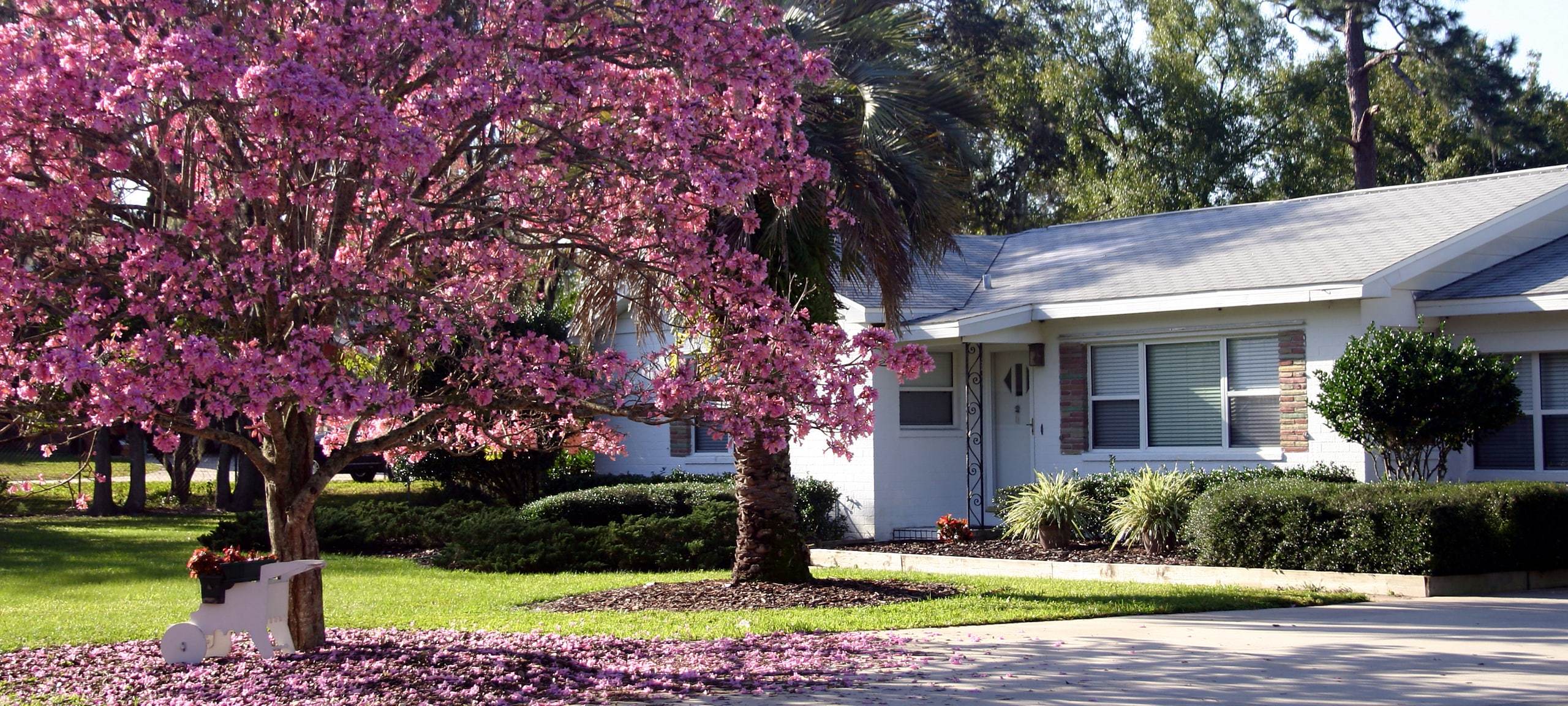 Blooming Tabebuia tree in front ranch-style home in Winter Garden area